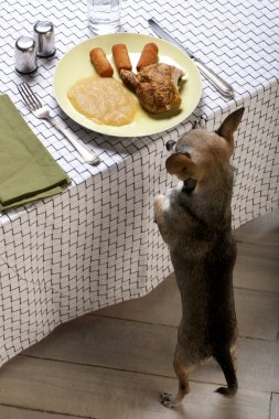 Dudak yalama ve tabakta yemek masasında yemek arıyor chihuahua