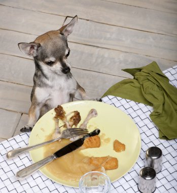 Chihuahua looking at leftover food on plate at dinner table clipart