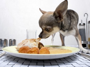 Chihuahua eating food from plate on dinner table clipart