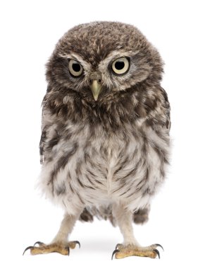 Young owl standing in front of white background clipart