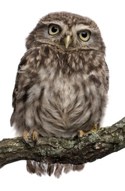 Young owl perching on branch in front of white background clipart