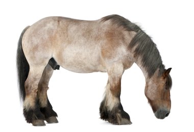 Belgian horse, Belgian Heavy Horse, Brabancon, a draft horse breed clipart