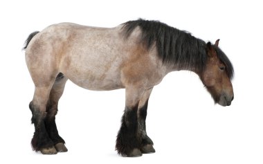Belgian horse, Belgian Heavy Horse, Brabancon, a draft horse breed, 5 years old, standing in front of white background clipart