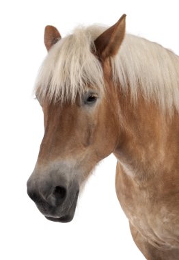 Close-up of Belgian horse, Close-up of Belgian Heavy Horse, Brabancon, a draft horse breed, 10 years old, standing in front of white background clipart