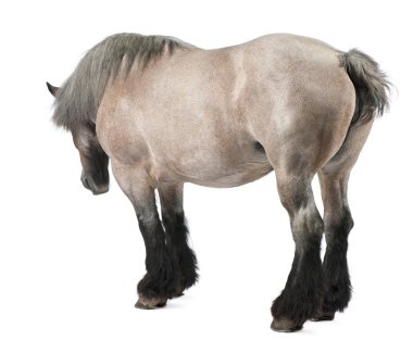 Belgian horse, Belgian Heavy Horse, Brabancon, a draft horse breed, 11 years old, standing in front of white background clipart