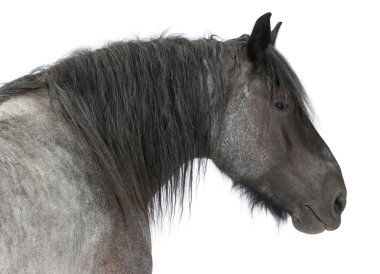 Belgian horse, Belgian Heavy Horse, Brabancon, a draft horse breed, standing in front of white background clipart
