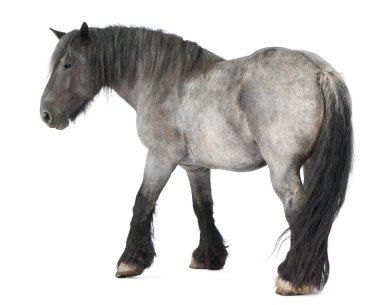 Belçikalı at, Belçika ağır at, brabancon, beyaz arka plan duran bir taslak at doğurmak