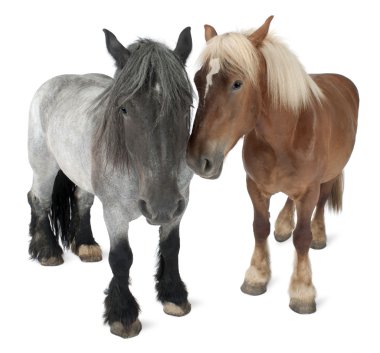Belgian horse, Belgian Heavy Horse, Brabancon, a draft horse breed, standing in front of white background clipart