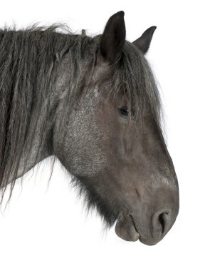 Close-up of Belgian horse, Close-up of Belgian Heavy Horse, Brabancon, a draft horse breed, standing in front of white background clipart