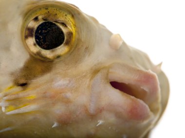 porcupinefish veya balloonfish, diodon holocanthus, beyaz arka plan önünde yakın çekim