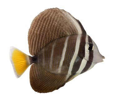 sailfin tang, beyaz arka plan önünde zebrasoma veliferum