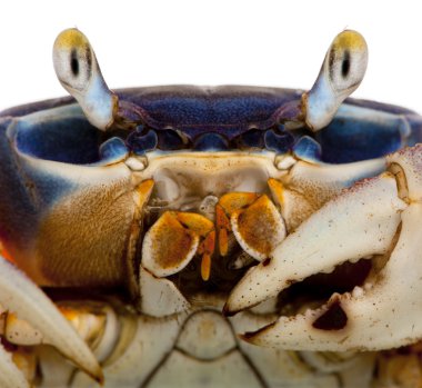 Close-up of Patriot crab, Cardisoma armatum, in front of white background clipart
