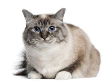 Birman cat, 2 years old, lying in front of white background clipart