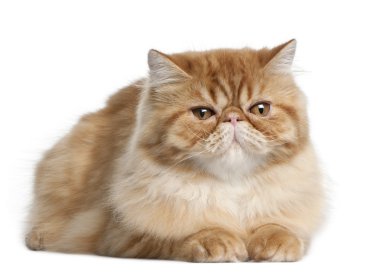 Persian cat, 5 months old, lying in front of white background clipart