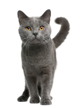 Chartreux cat, 16 months old, sitting in front of white background