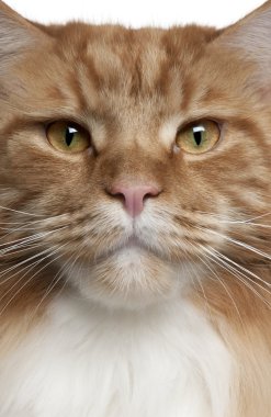 bir maine coon, 2 yaşında bir close-up