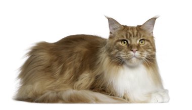 Maine coon, 2 yıl yaşlı, önünde yalan arka plan beyaz.