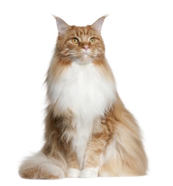 Maine Coon, 2 years old, sitting in front of white background clipart