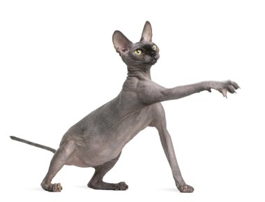 Sphynx cat reaching, 9 months old, in front of white background clipart