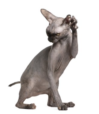 Sphynx kedi pençe yukarıya, 9 ay yaşlı, beyaz arka plan ile