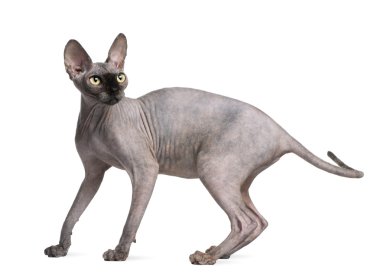 Sphynx kedi, 9 ay yaşlı, beyaz arka plan duran