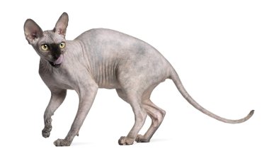 Sphynx kedi, 9 ay yaşlı, beyaz arka plan duran