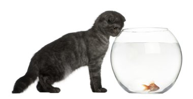 Scottish Fold Kitten, 3 months old, looking in goldfish bowl in front of white background clipart