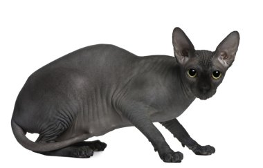 Sphynx cat, 14 months old, sitting in front of white background clipart