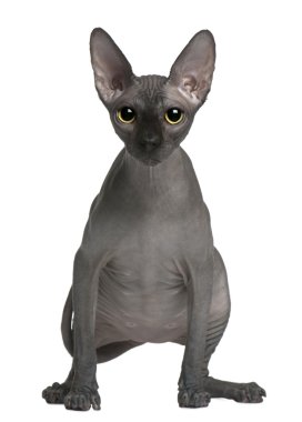 Sphynx cat, 14 months old, standing in front of white background clipart