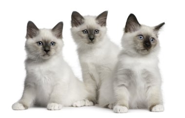 Birman yavru kedi