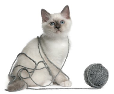 Birman Kitten clipart