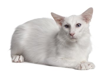 Siamese cat, 2 years old, lying in front of white background clipart