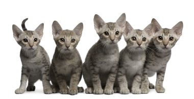 Ocicat kittens, 13 weeks old, sitting in front of white background clipart