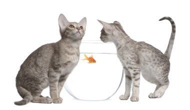 Two Ocicat Cats, 13 weeks old, looking in goldfish bowl clipart