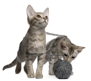 Two Ocicat Cats, 13 weeks old, playing with a ball of yarn clipart