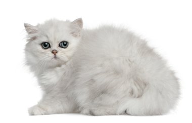 Persian cat, 3 months old, sitting in front of white background clipart