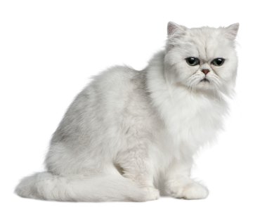 Persian cat, 2 years old, sitting in front of white background clipart