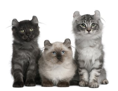 Three American Curl Kittens, 3 months old, sitting in front of white background clipart