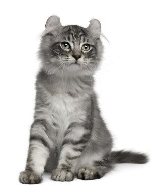 American Curl Kitten, 3 months old, sitting in front of white background clipart