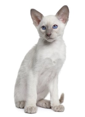 Siamese kitten, 10 weeks old, sitting in front of white background clipart