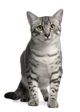 Egyptian Mau Cat, 7 months old, sitting in front of white background clipart