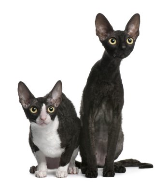 Two Cornish Rex cats, 7 months old, sitting in front of white background clipart