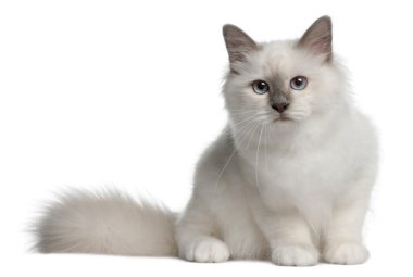 Birman Kitten (4 months old)