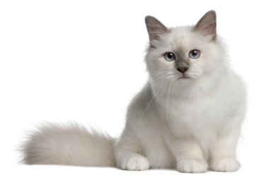 Birman Kitten (4 months old) clipart