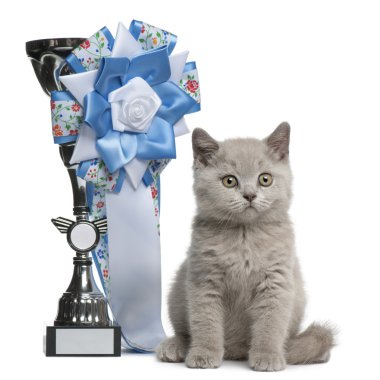 British Shorthair Kitten, 10 weeks old, sitting next to a winning prize in front of white background clipart