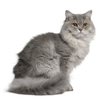 Beyaz arka plan önünde oturan İngiliz longhair kedi, 1 yaşında,