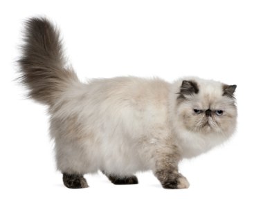 Farsça kedi, 2 yıl yaşlı, beyaz arka plan duran