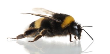 Bumblebee, bombus sp., beyaz arka plan önünde