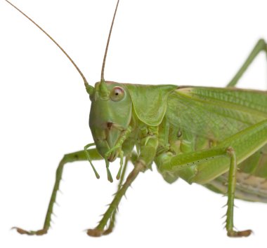 Tettigonia viridissima, büyük yeşil çalı-kriket, beyaz arka plan önünde