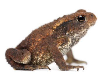 genç ortak kurbağa, beyaz arka plan önünde bufo bufo